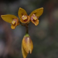 Bulbophyllum petiolare Thwaites